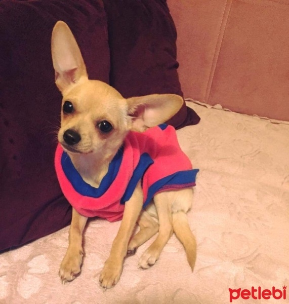 Chihuahua, Köpek  Chanell fotoğrafı