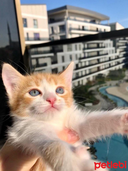 Tekir Kedi, Kedi  Daniel fotoğrafı
