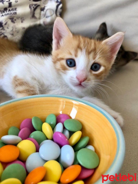 Tekir Kedi, Kedi  Daniel fotoğrafı