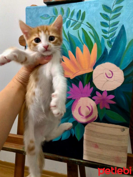 Tekir Kedi, Kedi  Daniel fotoğrafı