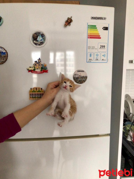 Tekir Kedi, Kedi  Daniel fotoğrafı