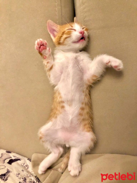 Tekir Kedi, Kedi  Daniel fotoğrafı