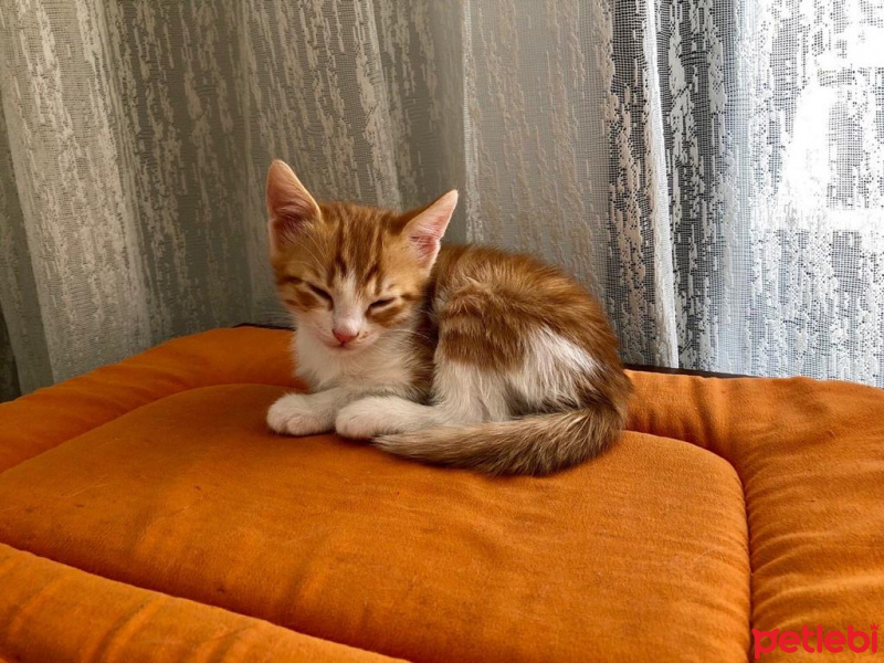 Tekir Kedi, Kedi  Daniel fotoğrafı