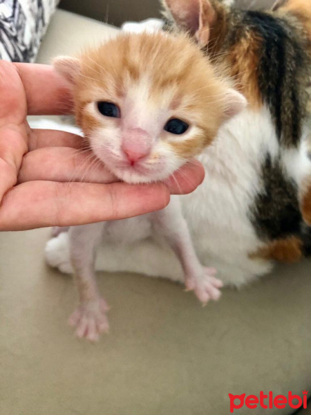 Tekir Kedi, Kedi  Daniel fotoğrafı