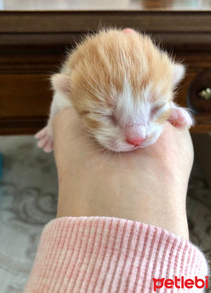 Tekir Kedi, Kedi  Daniel fotoğrafı