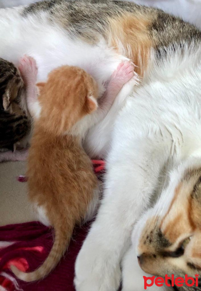 Tekir Kedi, Kedi  Daniel fotoğrafı