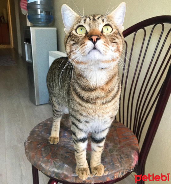 Tekir Kedi, Kedi  Kekik fotoğrafı