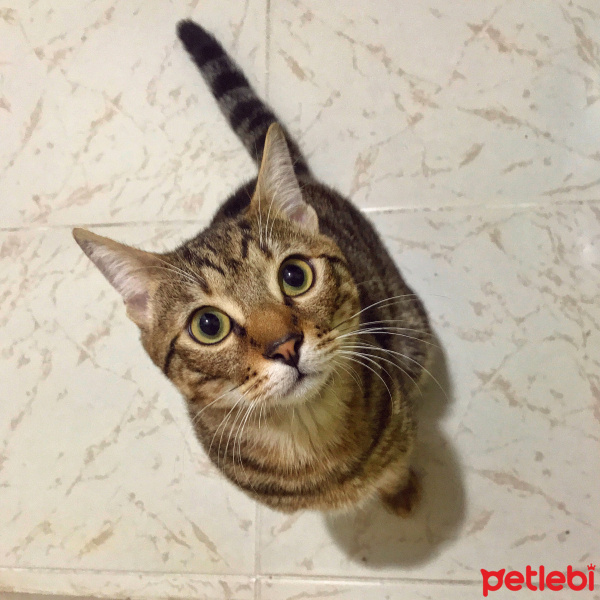 Tekir Kedi, Kedi  Kekik fotoğrafı