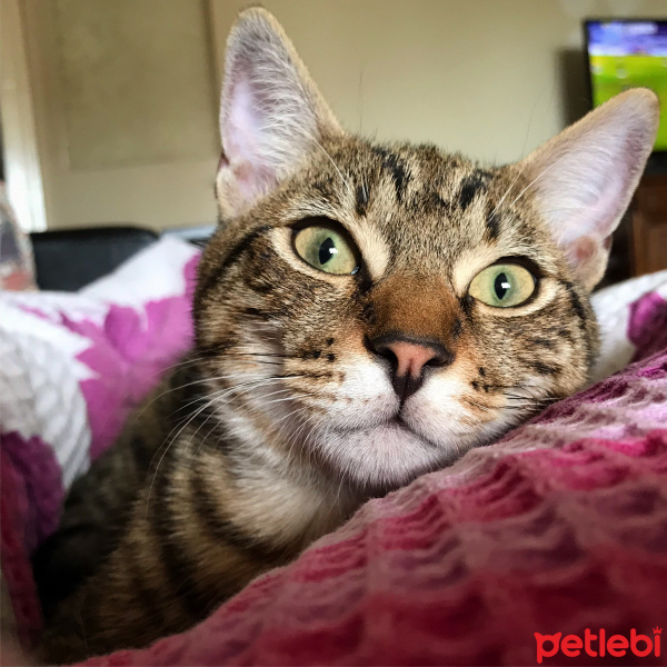 Tekir Kedi, Kedi  Kekik fotoğrafı