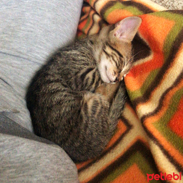 Tekir Kedi, Kedi  Kekik fotoğrafı