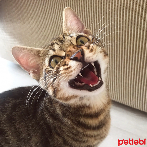 Tekir Kedi, Kedi  Kekik fotoğrafı