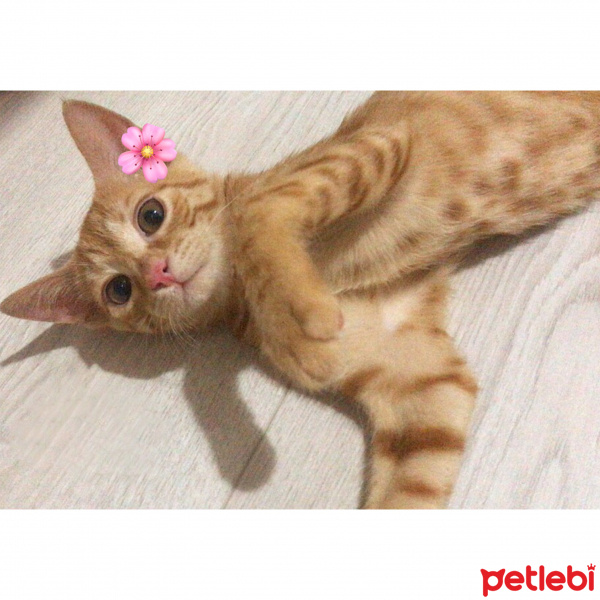 Sarman, Kedi  Zerda fotoğrafı