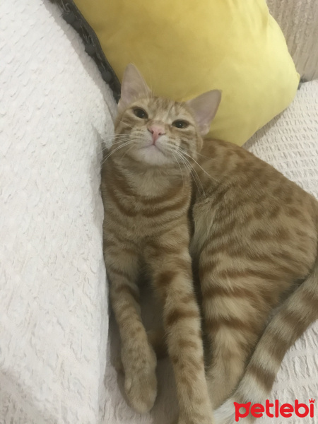 Sarman, Kedi  Zerda fotoğrafı