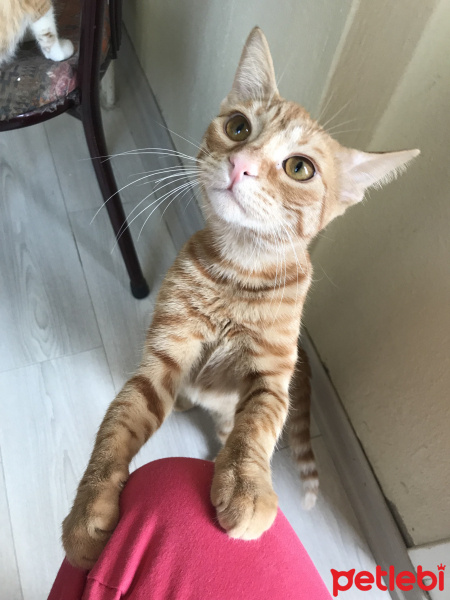 Sarman, Kedi  Zerda fotoğrafı