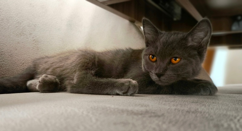 British Shorthair, Kedi  Lokum fotoğrafı