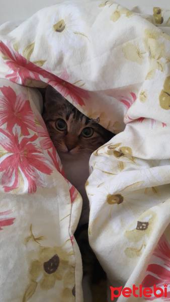 Tekir Kedi, Kedi  VECİHİ fotoğrafı