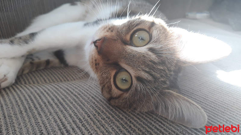 Tekir Kedi, Kedi  VECİHİ fotoğrafı