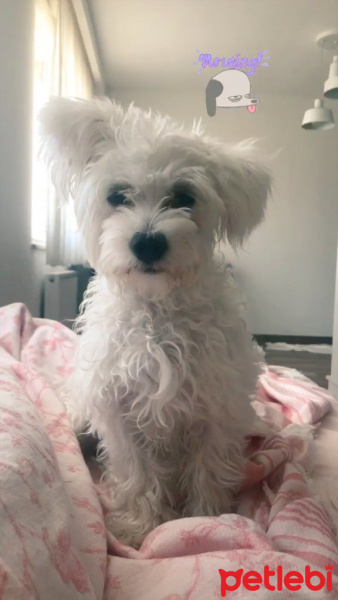 Maltese, Köpek  RAKI fotoğrafı