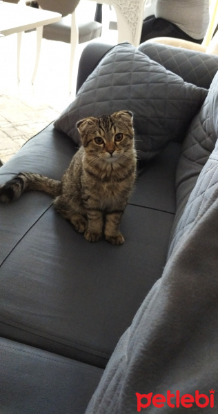Scottish Fold, Kedi  Tosun fotoğrafı