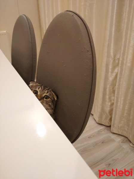 Scottish Fold, Kedi  Tosun fotoğrafı