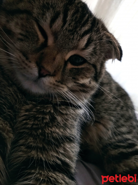 Scottish Fold, Kedi  Tosun fotoğrafı