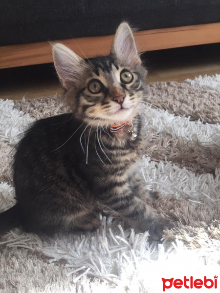 Tekir Kedi, Kedi  Mırmır fotoğrafı