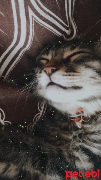 Tekir Kedi, Kedi  Mırmır fotoğrafı