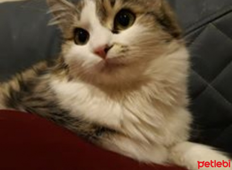 Tekir Kedi, Kedi  Minnoş fotoğrafı