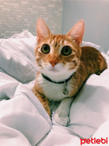 Tekir Kedi, Kedi  Mıymıy fotoğrafı