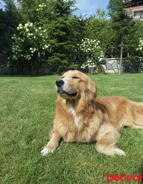Golden Retriever, Köpek  Tarçın fotoğrafı