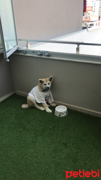 Akita İnu, Köpek  Tokyo fotoğrafı