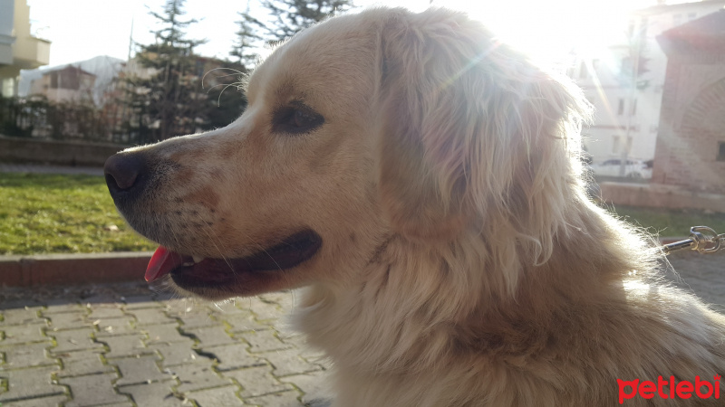 Golden Retriever, Köpek  Paşa fotoğrafı