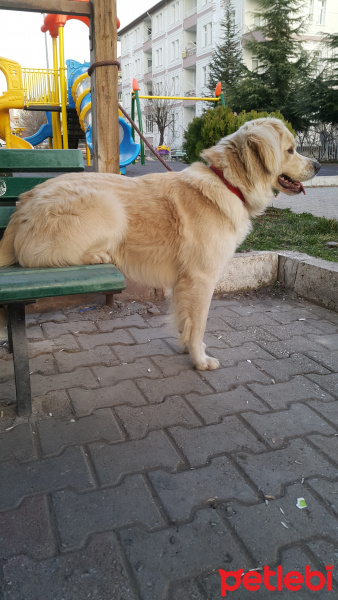 Golden Retriever, Köpek  Paşa fotoğrafı