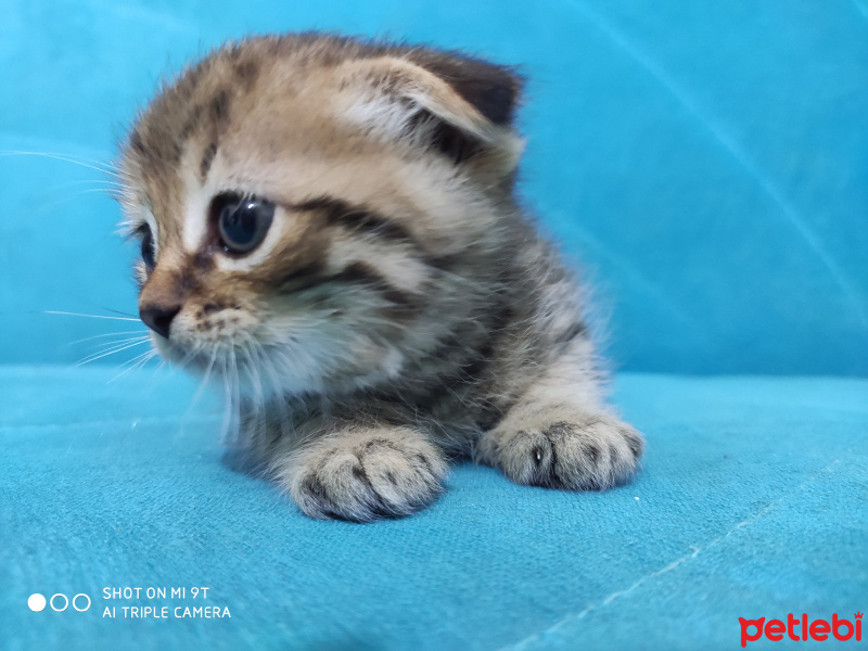 Scottish Fold, Kedi  Gofret fotoğrafı