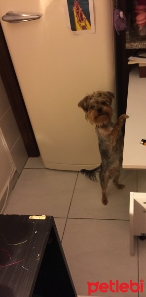 Yorkshire Terrier, Köpek  Browni fotoğrafı