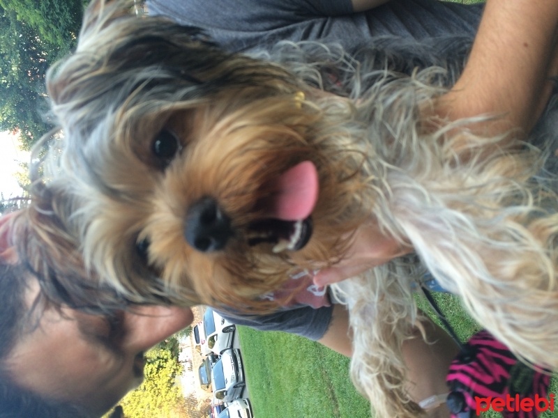 Yorkshire Terrier, Köpek  Browni fotoğrafı