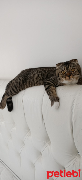 Scottish Fold, Kedi  Gusto fotoğrafı