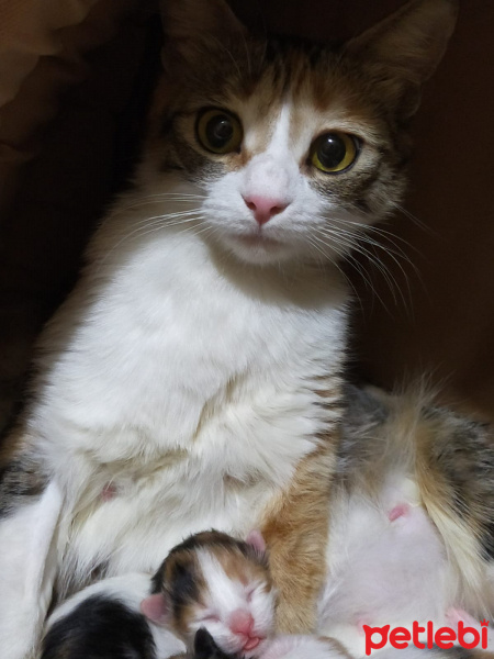 American Wirehair, Kedi  Mercimek fotoğrafı