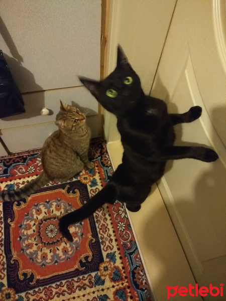 Tekir Kedi, Kedi  Zeytin fotoğrafı