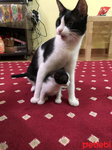 Tuxedo (Smokin) Kedi, Kedi  Mırloş fotoğrafı