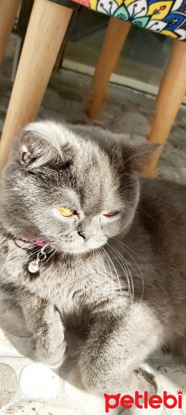 British Shorthair, Kedi  Livya fotoğrafı