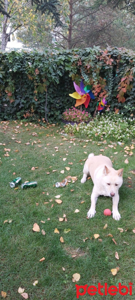 Akita İnu, Köpek  Bulut fotoğrafı