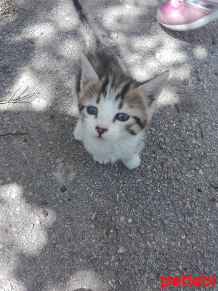 Norwegian Forest, Kedi  Norveç kedisi fotoğrafı