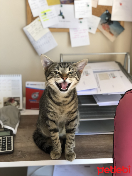 Tekir Kedi, Kedi  pastel fotoğrafı