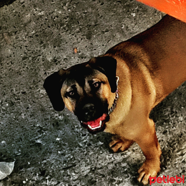 Cane Corso Italiano, Köpek  Maka fotoğrafı