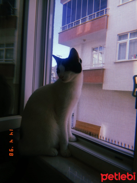 Tekir Kedi, Kedi  Robin fotoğrafı