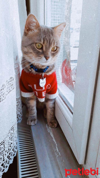 Tekir Kedi, Kedi  Frodo fotoğrafı