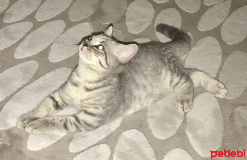 British Shorthair, Kedi  Maske fotoğrafı