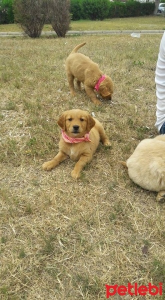Golden Retriever, Köpek  venüs fotoğrafı