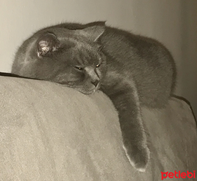 British Shorthair, Kedi  Duman fotoğrafı